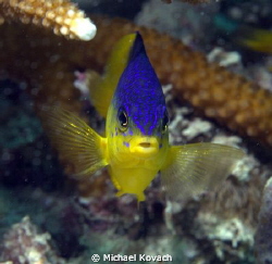 Juvenile Cocoa Damselfish warning me off its territory on... by Michael Kovach 